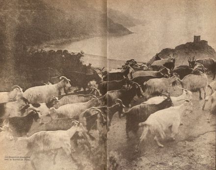 Passage d‘un troupeau de chèvres à Porto (date indéterminée) - Photo extraite du livre "Guide de la Corse mystérieuse" - Tchou, éditeur, 1966